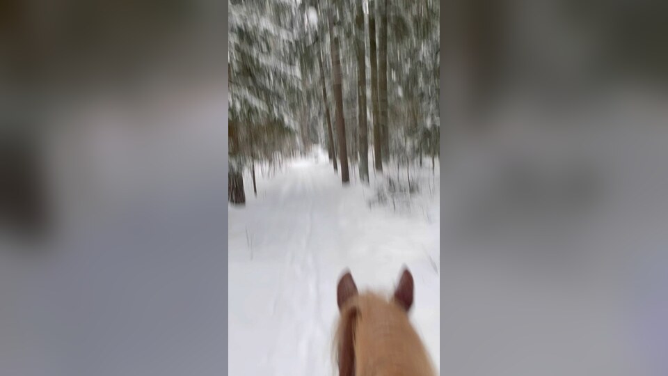 Вид между ушами лошади на зимнем маршруте по лесу