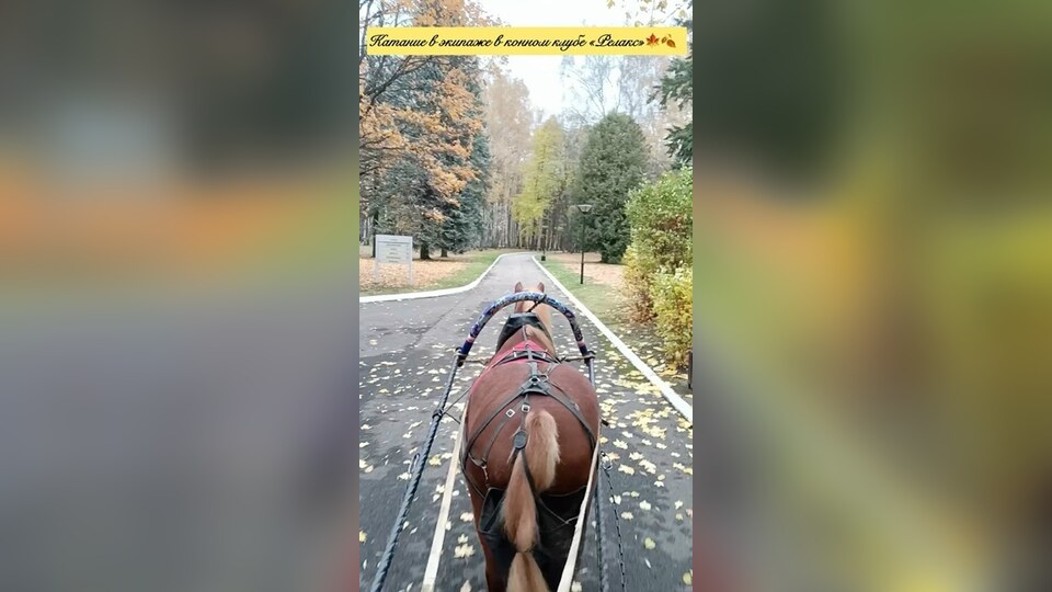 Лошадь в упряжке везёт экипаж по осенней дороге клуба