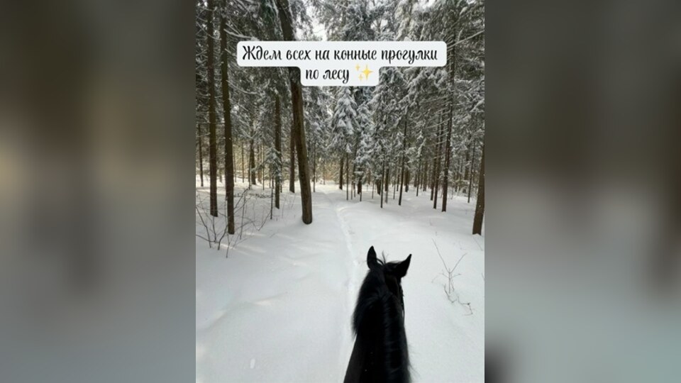 Вид с лошади на заснеженную лесную тропу во время зимней прогулки